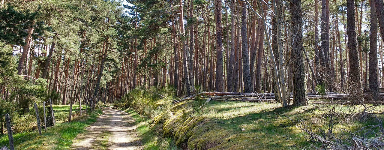 Forêt de Lozère