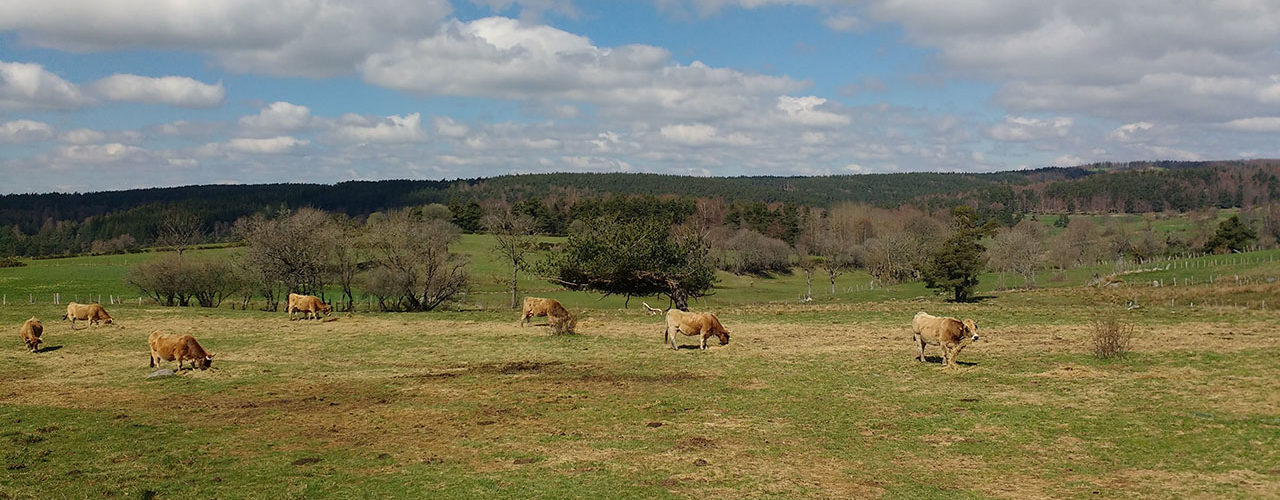 les vaches Aubrac