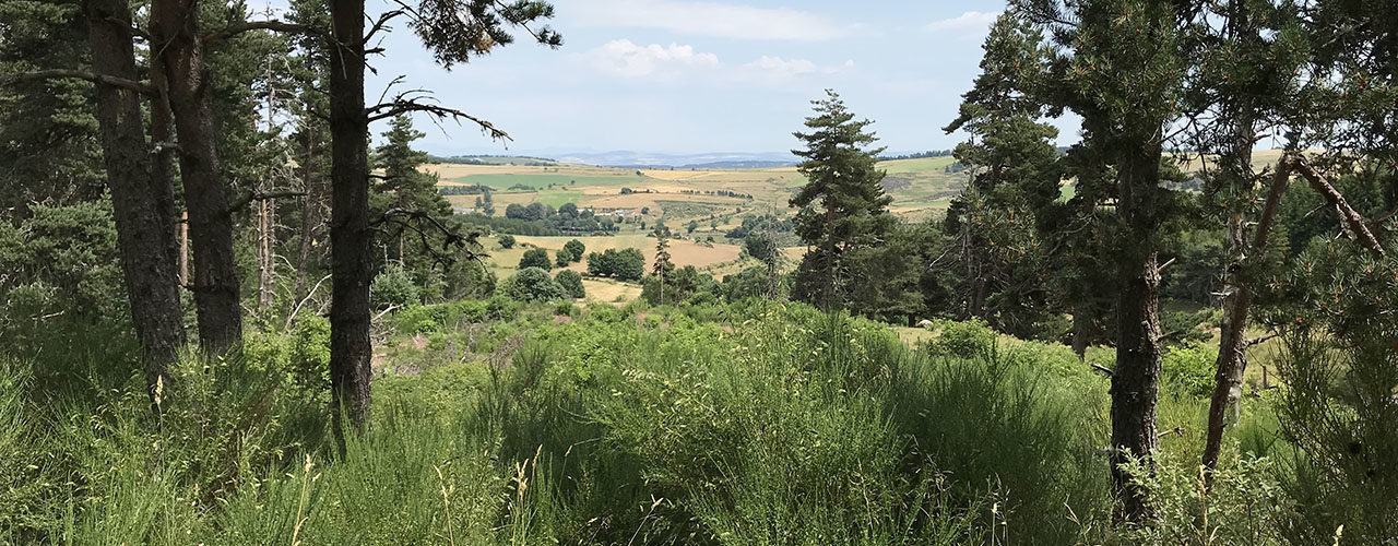 paysage de forêt en Lozère