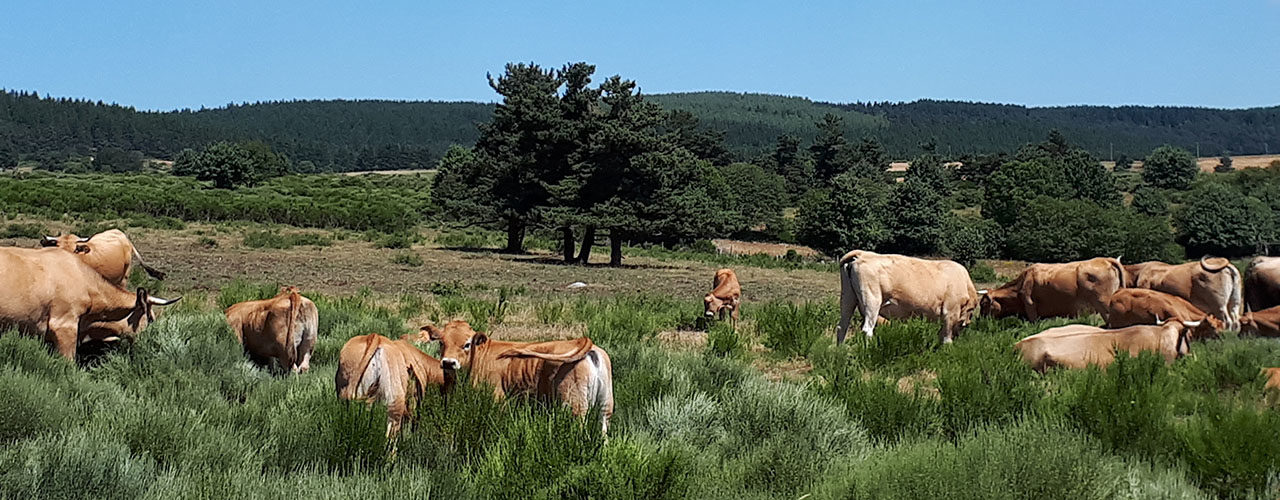 Les vaches Aubrac au soleil